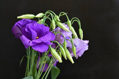 Mor Eustoma çiçeklerini kapatın. 