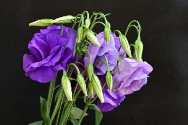 Mor Eustoma çiçeklerini kapatın. 