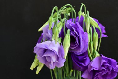 Mor Eustoma çiçeklerini kapatın. 