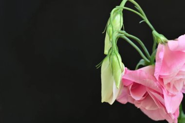 Siyah arkaplanda pembe Eustoma çiçeklerini kapat 