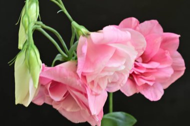 Siyah arkaplanda pembe Eustoma çiçeklerini kapat 