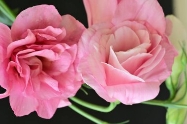 Siyah arkaplanda pembe Eustoma çiçeklerini kapat 