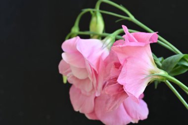 Siyah arkaplanda pembe Eustoma çiçeklerini kapat 