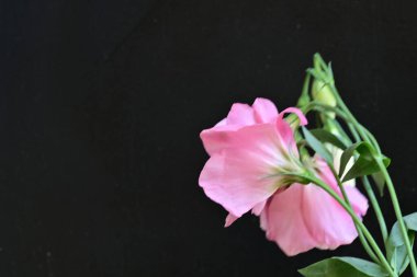 Siyah arkaplanda pembe Eustoma çiçeklerini kapat 
