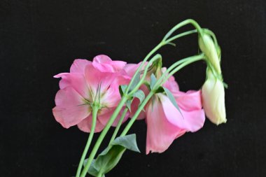 Siyah arkaplanda pembe Eustoma çiçeklerini kapat 