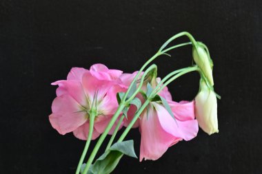 Güzel, narin çiçeklerin, doğal duvar kağıtlarının manzarasını kapat.       