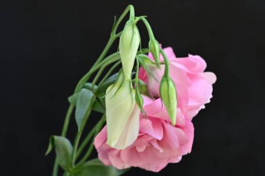 Siyah arka planda güzel pembe Eustoma çiçekleri 