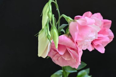 Siyah arka planda güzel pembe Eustoma çiçekleri 