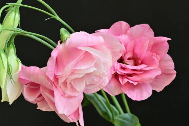 Siyah arka planda güzel pembe Eustoma çiçekleri 