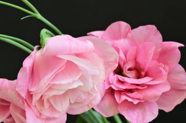 Siyah arka planda güzel pembe Eustoma çiçekleri 