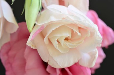 Siyah arka planda güzel pembe Eustoma çiçekleri 