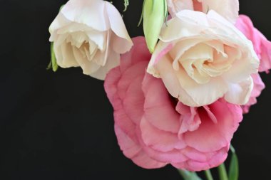 Siyah arka planda güzel pembe Eustoma çiçekleri 