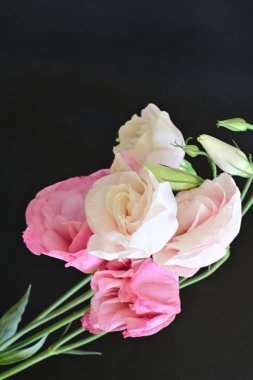 Siyah arka planda güzel pembe Eustoma çiçekleri 