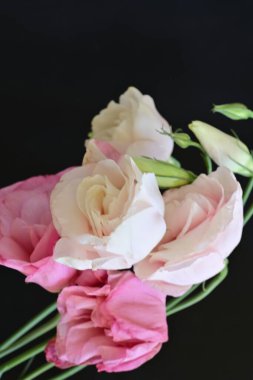 Siyah arka planda güzel pembe Eustoma çiçekleri 