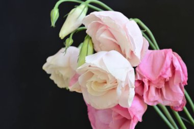 Siyah arka planda güzel pembe Eustoma çiçekleri 