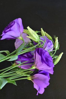 Mor Eustoma çiçeklerini kapatın. 