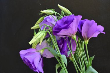 Mor Eustoma çiçeklerini kapatın. 