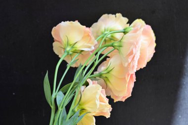 Siyah arka planda güzel Eustoma çiçekleri