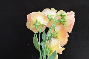 Siyah arka planda güzel Eustoma çiçekleri