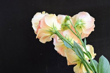 Siyah arka planda güzel Eustoma çiçekleri