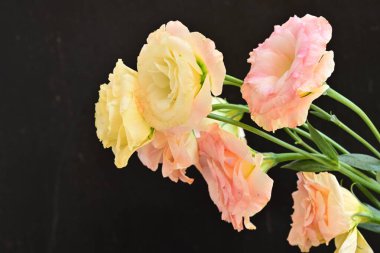 Siyah arka planda güzel Eustoma çiçekleri