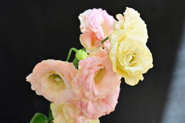 Siyah arka planda güzel Eustoma çiçekleri