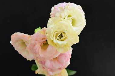 Siyah arka planda güzel Eustoma çiçekleri