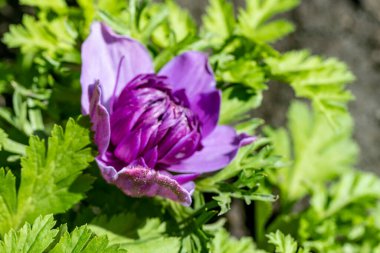 Manzaralı bahçede açan güzel yaz çiçeklerinin yakın görüntüsü.          