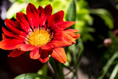 Manzaralı bahçede açan güzel yaz çiçeklerinin yakın görüntüsü.          