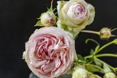 Siyah üzerine güzel pembe güllerin yakın plan çekimi. 