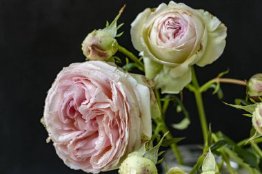 Siyah üzerine güzel pembe güllerin yakın plan çekimi. 