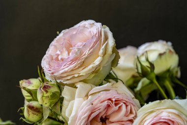 Siyah üzerine güzel pembe güllerin yakın plan çekimi. 