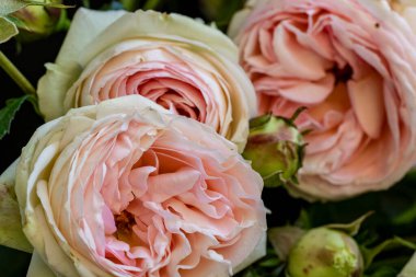 Siyah üzerine güzel pembe güllerin yakın plan çekimi. 