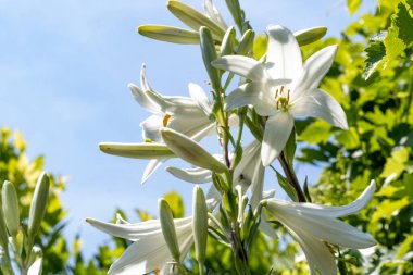 Yaz bahçesinde açan güzel çiçeklerin yakın plan görüntüsü, doğa manzarası             