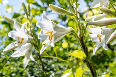 Yaz bahçesinde açan güzel çiçeklerin yakın plan görüntüsü, doğa manzarası             