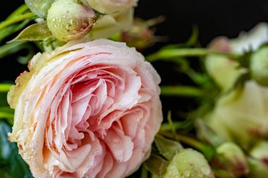 Siyah üzerine güzel pembe güllerin yakın plan çekimi. 