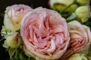 Siyah üzerine güzel pembe güllerin yakın plan çekimi. 