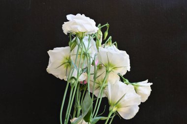 Siyah arkaplanda pembe ve beyaz Eustoma çiçeklerini kapat 