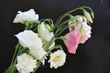 Siyah arkaplanda pembe ve beyaz Eustoma çiçeklerini kapat 