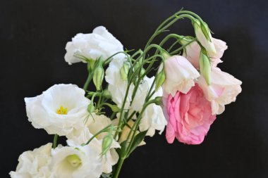 Siyah arkaplanda pembe ve beyaz Eustoma çiçeklerini kapat 