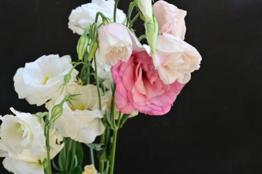 Siyah arkaplanda pembe ve beyaz Eustoma çiçeklerini kapat 