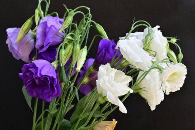 eustoma beyaz ve mor çiçekler 