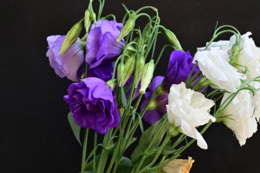 eustoma beyaz ve mor çiçekler 