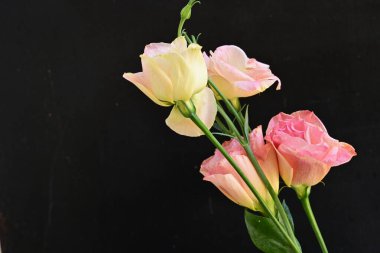 Siyah arkaplanda pembe ve beyaz Eustoma çiçeklerini kapat 