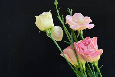 Siyah arkaplanda pembe ve beyaz Eustoma çiçeklerini kapat 
