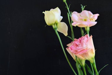 Siyah arkaplanda pembe ve beyaz Eustoma çiçeklerini kapat 