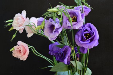 Pembe ve mor Eustoma çiçekleri kapanıyor. 