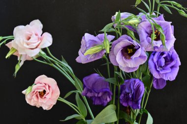 Pembe ve mor Eustoma çiçekleri kapanıyor. 