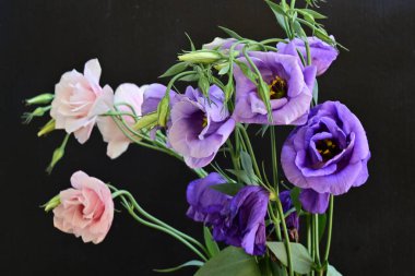 Pembe ve mor Eustoma çiçekleri kapanıyor. 