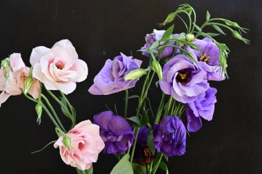 Pembe ve mor Eustoma çiçekleri kapanıyor. 